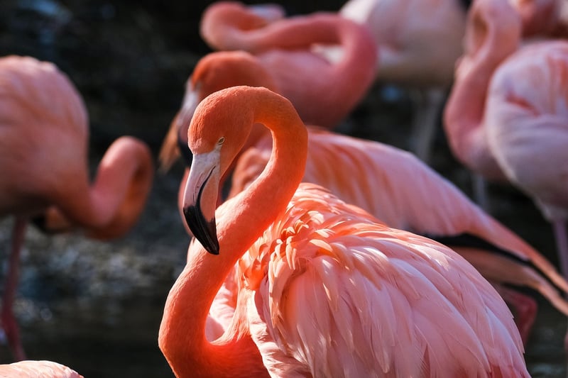 Birdwatching in nature